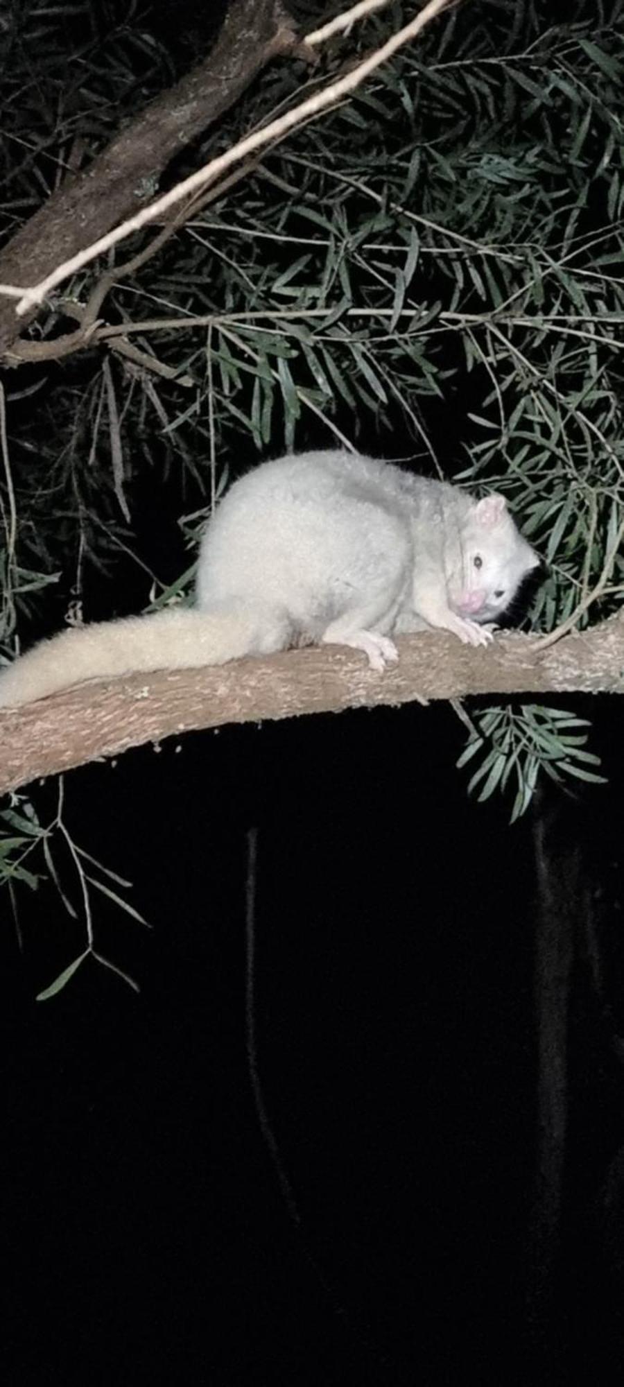 Bird Songs Getaway Cabbage Tree Creek
